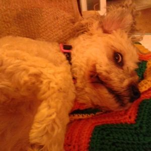 Meet your Posher, Mona